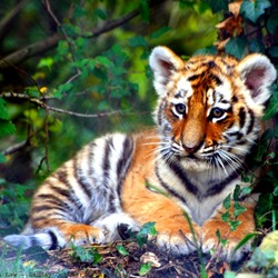 Tiger Cub pup Picture Photo Image kitten