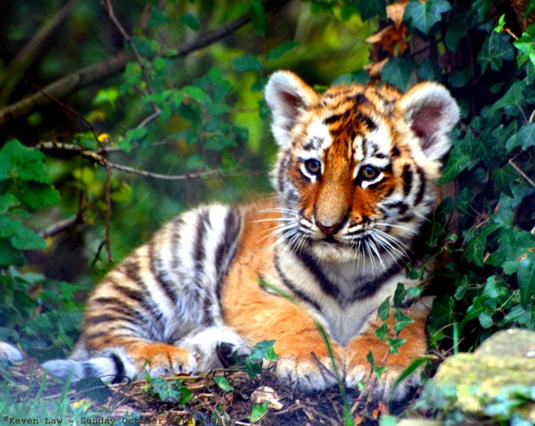 Tiger Cub pup Picture Photo Image kitten