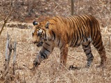 Tiger Hunt Picture Photo Image Bengal Tiger Karnataka