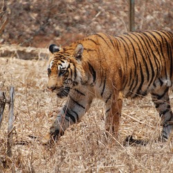 Tiger Hunt Picture Photo Image Bengal Tiger Karnataka