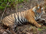 Tiger Picture Photo Image Bengal Tiger India resting