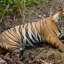 Tiger Picture Photo Image Bengal Tiger India resting