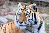 Tiger Photo Gallery