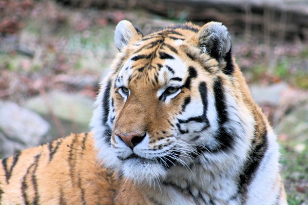 Tiger Picture Photo Image Royal Bengal Tiger