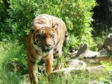 Tiger Picture Photo Image Sumatran Tijger