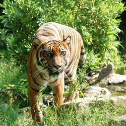 Tiger Picture Photo Image Sumatran Tijger
