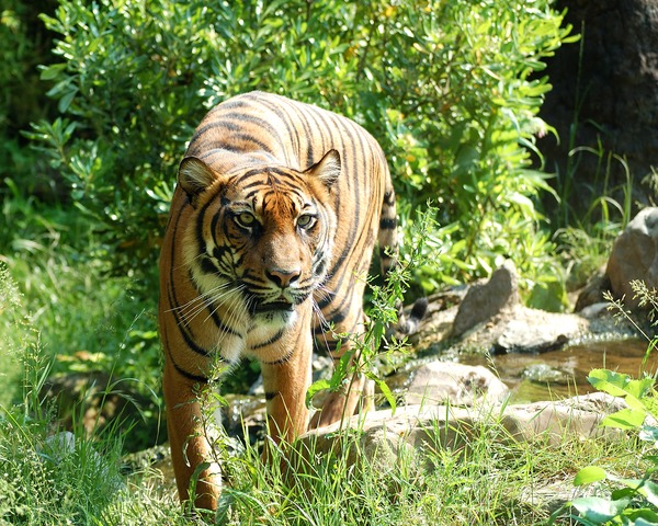Tiger Picture Photo Image Sumatran Tijger