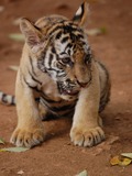 Tiger Picture Photo Image Tiger cub pup kitten