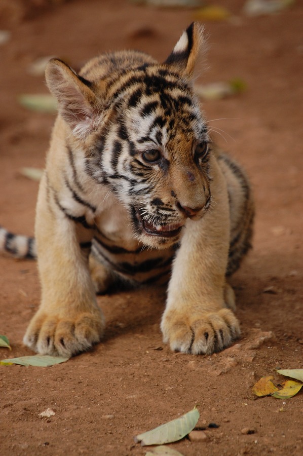 Tiger Picture Photo Image Tiger cub pup kitten