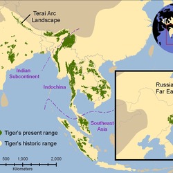 Tiger Picture Photo Image Tiger map
