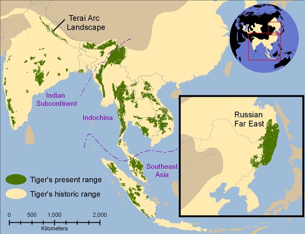 Tiger Picture Photo Image Tiger map
