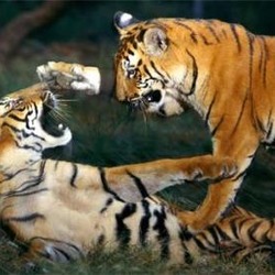 Tiger Picture Photo Image Tigers playing Pilibhit Reserve