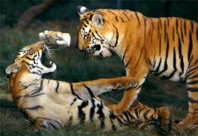Tiger Picture Photo Image Tigers playing Pilibhit Reserve