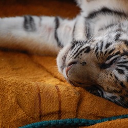Tiger Sleeping Picture Photo Image cub tired