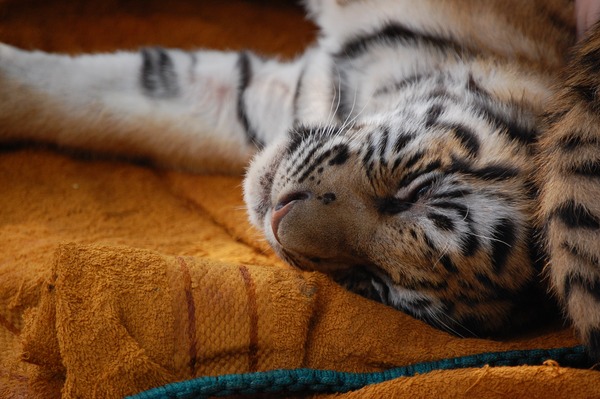 Tiger Sleeping Picture Photo Image cub tired