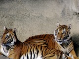 Tiger couple Picture Photo Image Tigers