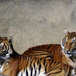Tiger couple Picture Photo Image Tigers