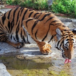 Tiger drinking Picture Photo Image Panthera tigris