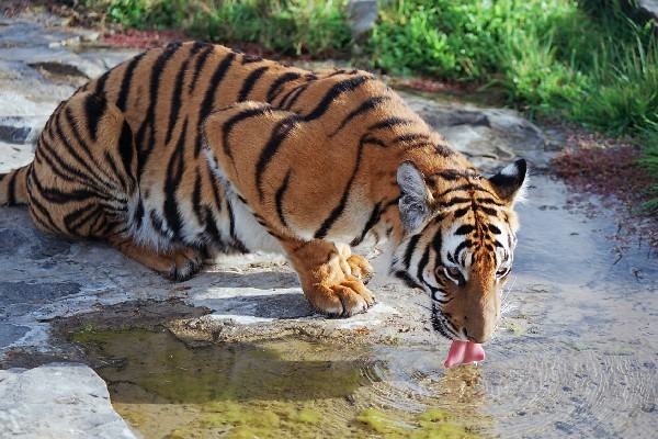 Tiger drinking Picture Photo Image Panthera tigris