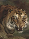 Tiger growl Picture Photo Image Bengal Tiger face