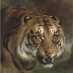 Tiger growl Picture Photo Image Bengal Tiger face