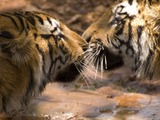 Tiger kiss Picture Photo Image Bengal tigers India