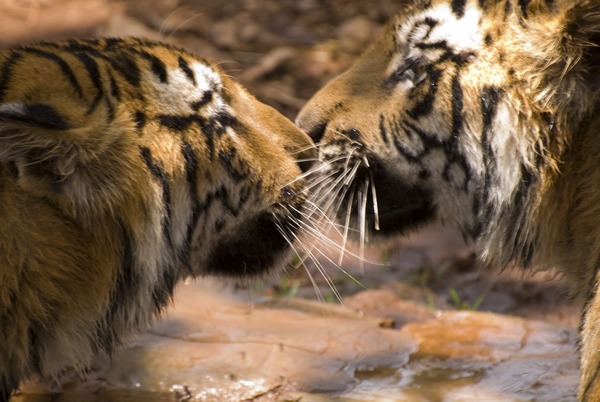 Tiger kiss Picture Photo Image Bengal tigers India