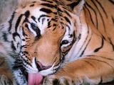 Tiger licking Picture Photo Image Bengal Tiger Kerala India