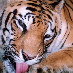 Tiger licking Picture Photo Image Bengal Tiger Kerala India