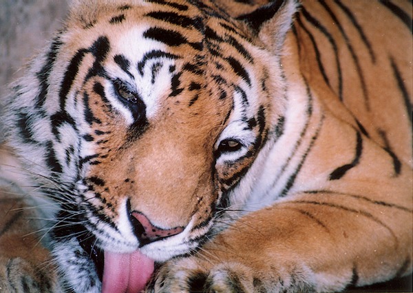 Tiger licking Picture Photo Image Bengal Tiger Kerala India