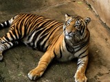 Tiger lying down Picture Photo Image Bengal Tiger