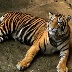 Tiger lying down Picture Photo Image Bengal Tiger