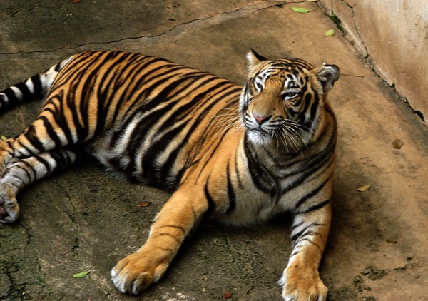 Tiger lying down Picture Photo Image Bengal Tiger