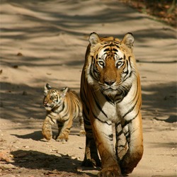 Tiger mother and cub Picture Photo Image Pilibhit Reserve