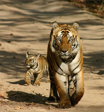 Tiger mother and cub Picture Photo Image Pilibhit Reserve