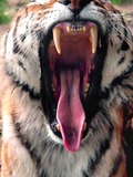 Tiger mouth yawn Picture Photo Image Tigergebiss