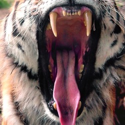 Tiger mouth yawn Picture Photo Image Tigergebiss