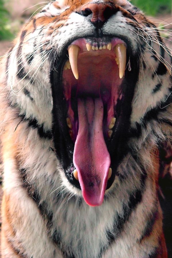 Tiger mouth yawn Picture Photo Image Tigergebiss