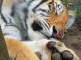 Tiger sleeping Picture Photo Image Panthera tigris