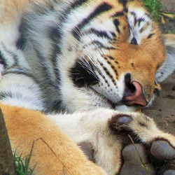 Tiger sleeping Picture Photo Image Panthera tigris