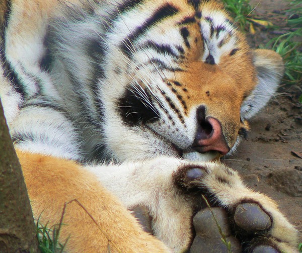 Tiger sleeping Picture Photo Image Panthera tigris