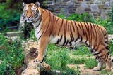 Tiger Photo Gallery