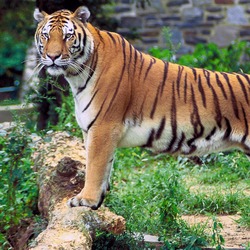 Tiger stripe Picture Photo Image Panthera tigris