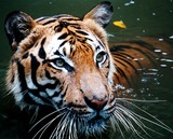Wild Cats