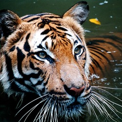 Tiger swim Picture Photo Image Tiger in water