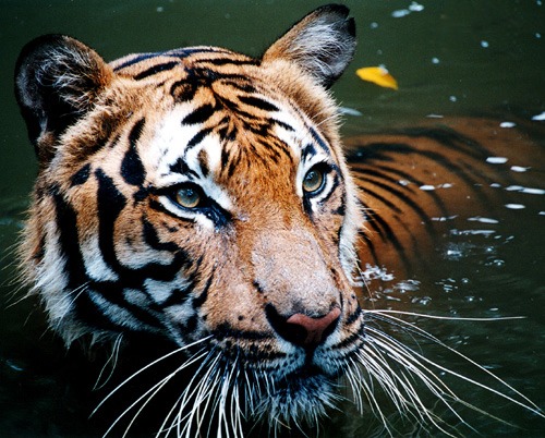 Tiger swim Picture Photo Image Tiger in water