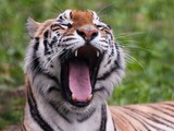 Tiger yawn Picture Photo Image Panthera tigri Franklin Park Zoo