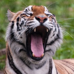 Tiger yawn Picture Photo Image Panthera tigri Franklin Park Zoo