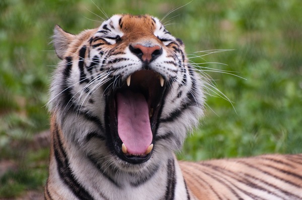 Tiger yawn Picture Photo Image Panthera tigri Franklin Park Zoo