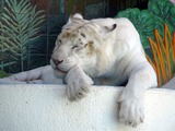 White Tiger Photo Gallery